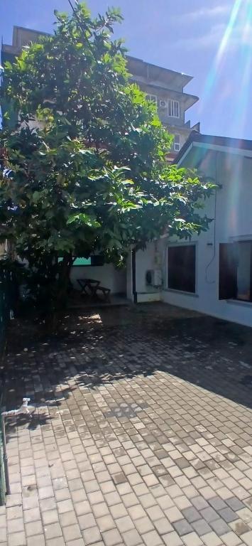 Shaded courtyard with garden tree